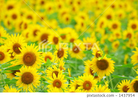 向日葵園 向日葵 福岡縣 1437954