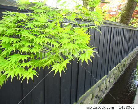 black fence, kurobei, maple 1438005