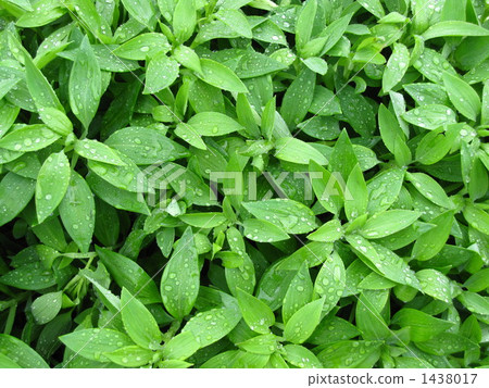 after rain, cluster, colony 1438017