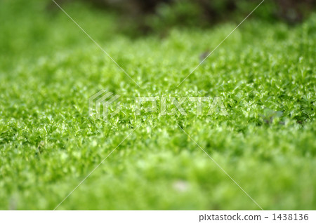 Carrot carpet Carrot carpet 1438136