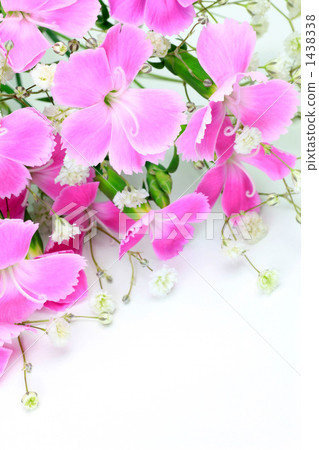 Spray Carnation 1438338