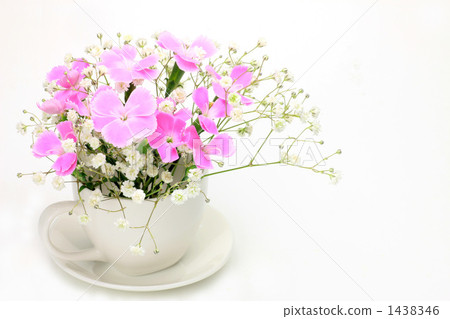 Spray Carnation 1438346
