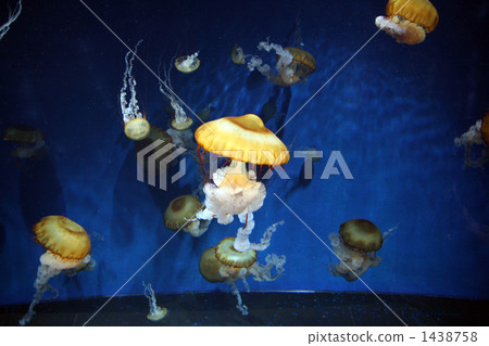 jelly fish, jellyfish, mollusk 1438758
