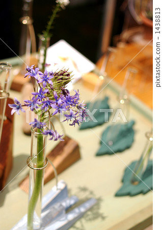 blossom, blossoms, flower 1438813