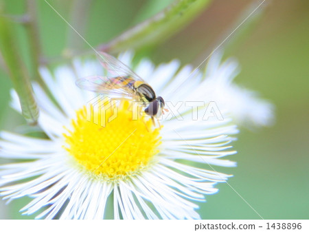 Bee on dinner 1438896