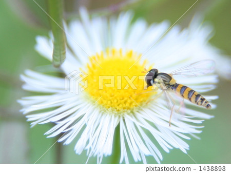 蜜蜂吃晚飯 蜜蜂吃晚飯 1438898