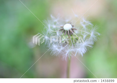 蒲公英煙花 蒲公英煙花 1438899