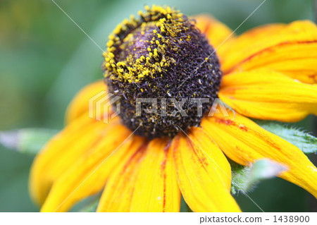 在人行道上的一個小向日葵 在人行道上的一個小向日葵 1438900