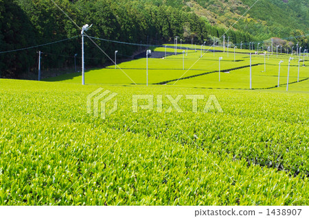 Tea plantations at the foot of the mountain 1438907