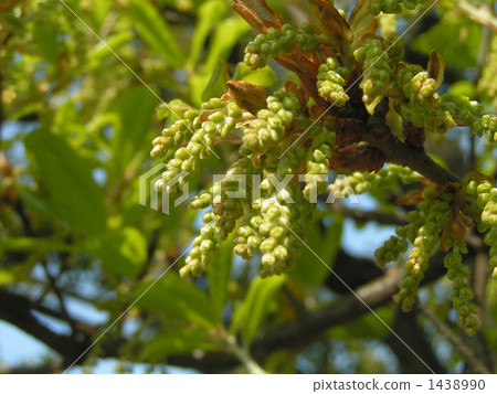 Male flower of the street tree tree Male flower of the street tree tree 1438990