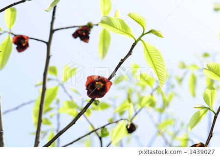 POPONOKI flowers POPONOKI flowers 1439027
