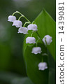 lily-of-the-valley, lily of the valley, bloom 1439081