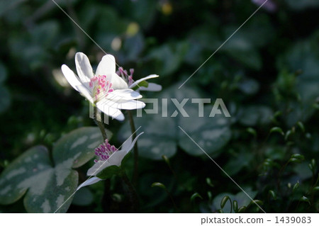 Spotlight Spotlight 1439083