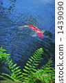 koi, pond, lagoon 1439090