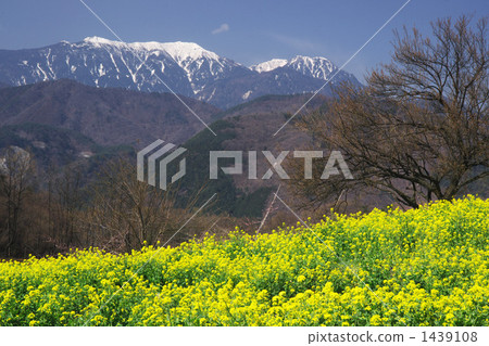 Nanohana and Phoenix Miyama 1439108