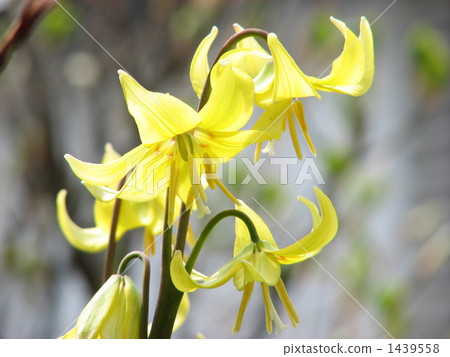 Yellow katakuri 1439558