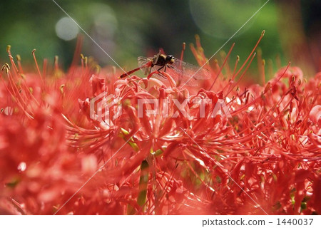 鏢鱸 紅蜻蜓 彼岸花 1440037