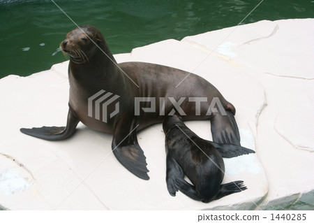 Parent and child of sea lion 1440285