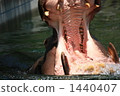 Huge big mouth 1440407