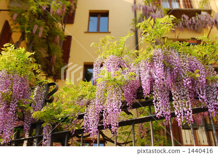 米蘭的Wistera 米蘭的Wistera 1440416