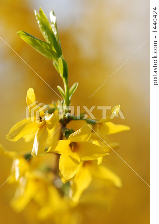 鮒 黃色 黃 1440424