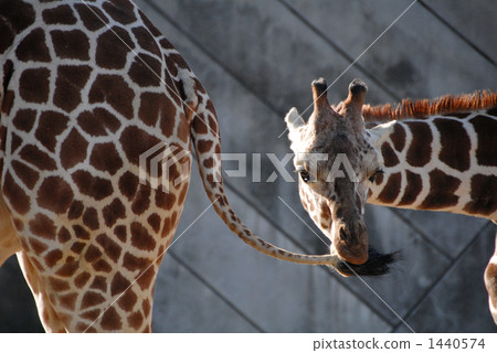 Parent and child of Nagoya zoo giraffe 1440574