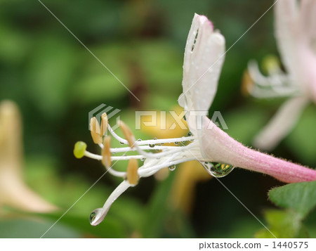 Honeysuckle rain after the rain 1440575