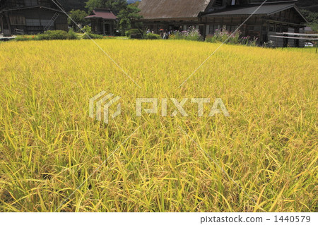 Shirakawago in autumn 1440579
