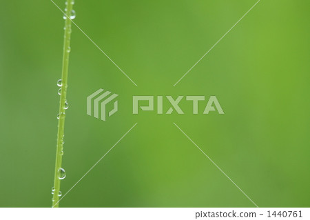 秸稈 莖 梗 1440761