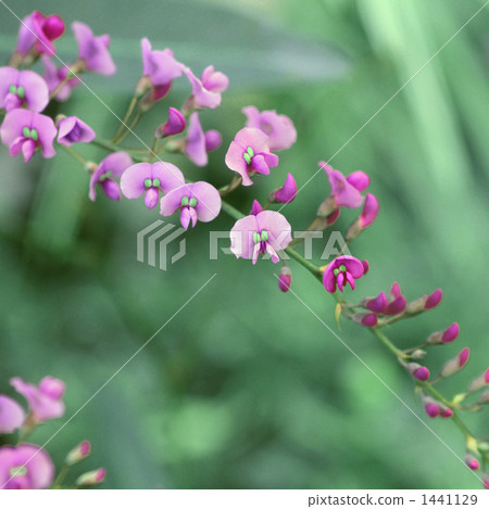 Harden Bergia Harden Bergia 1441129