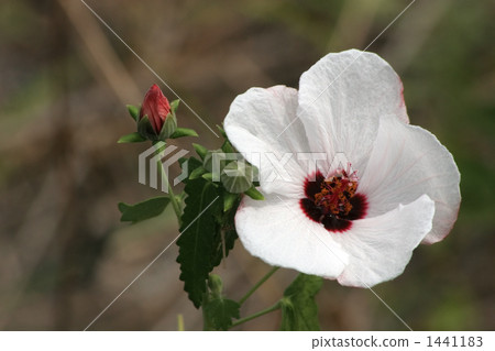 Pavonia · Hastata Pavonia · Hastata 1441183
