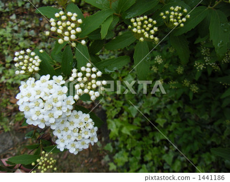 Kobathari和Ivy 1441186