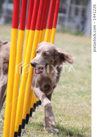 毛孩 狗 狗狗 1441226