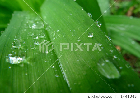 Rainbow of June Rainbow of June 1441345