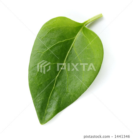 A piece of leaf A piece of leaf 1441346