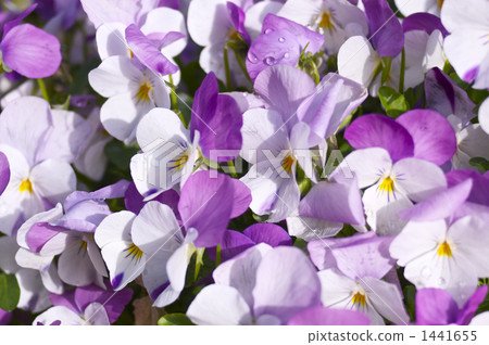 三色堇花 1441655