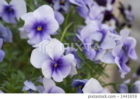 三色堇花 1441659