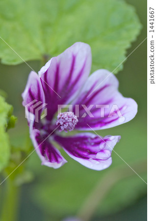 Mallow flower Mallow flower 1441667