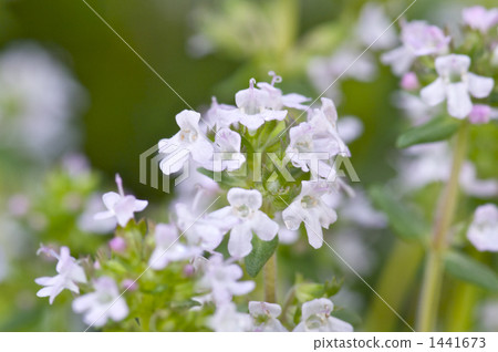 圖庫照片: 麝香草 百里香 香草