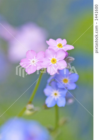 十大功勞果 十大功勞果 1441680