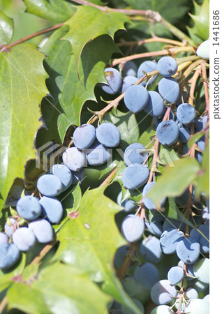 十大功勞果 十大功勞果 1441686