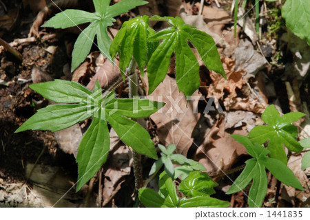 Momige gossa (wild vegetable) Momige gossa (wild vegetable) 1441835