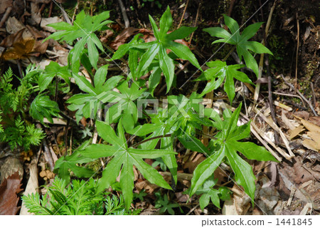 Momige gossa (wild vegetable) Momige gossa (wild vegetable) 1441845