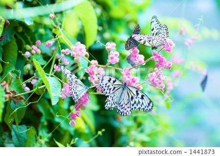 Penang flowers and butterflies 1441873