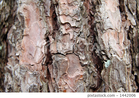 epidermis, epidermal, large tree 1442006
