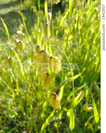 Omelet Omelet 1442007