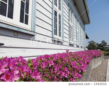 azalea, azaleas, bloom 1442010