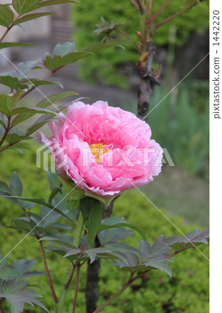 按鍵 按鍵 1442220