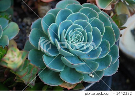 Succulent plants Succulent plants 1442322