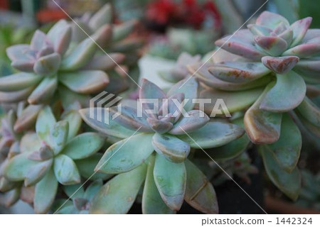 多汁植物 多汁植物 1442324